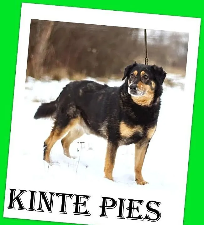KINTE-uratowany pies o cudownym charakterze,idealn