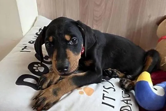 Doberman, Mazowieckie, Mława