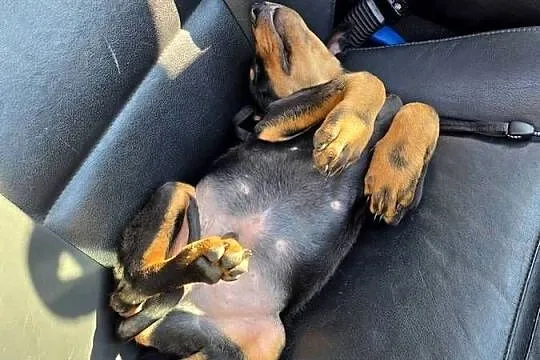 Doberman, Mazowieckie, Mława