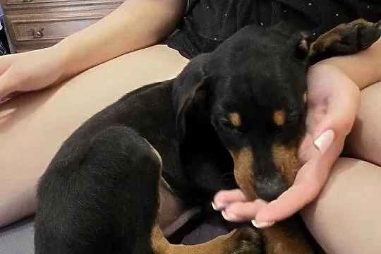 Doberman, Mazowieckie, Mława