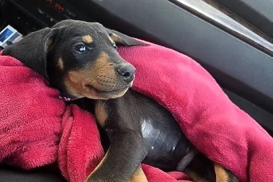 Doberman, Mazowieckie, Mława