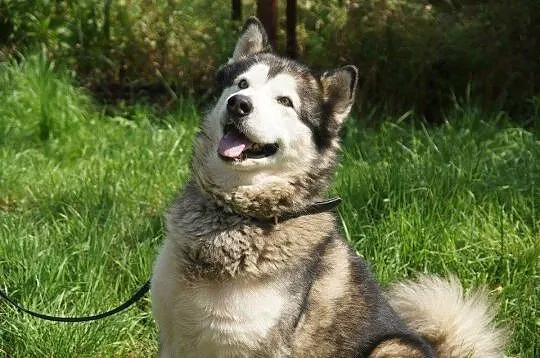 Dorian, porzucony pies w typie HUSKY szuka domu!