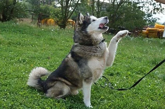 Dorian, porzucony pies w typie HUSKY szuka domu!