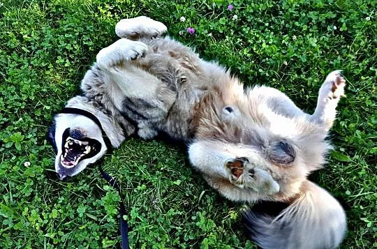 Dorian, porzucony pies w typie HUSKY szuka domu!