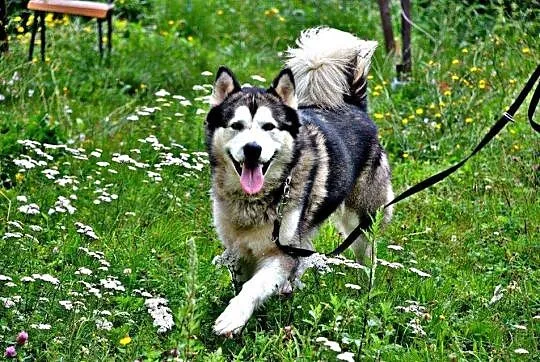 Dorian, porzucony pies w typie HUSKY szuka domu!