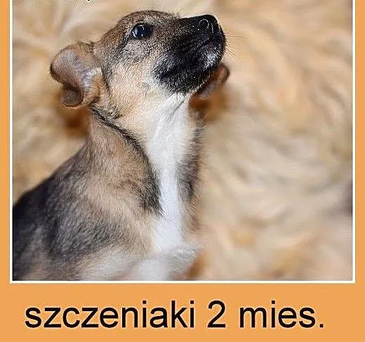 2 mies. szczeniaki,suczki średnie,szczepione.ADOPC