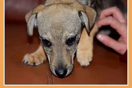 2 mies. szczeniaki,suczki średnie,szczepione.ADOPC