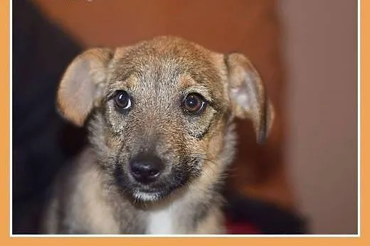 2 mies. szczeniaki,suczki średnie,szczepione.ADOPC