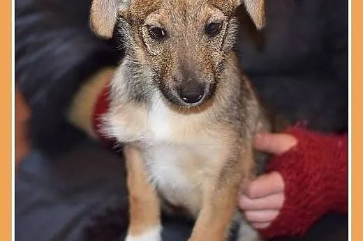 2 mies. szczeniaki,suczki średnie,szczepione.ADOPC
