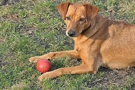 >> PILNIE dom dla rodzinnej, grzecznej suni ,  małopolskie Kraków
