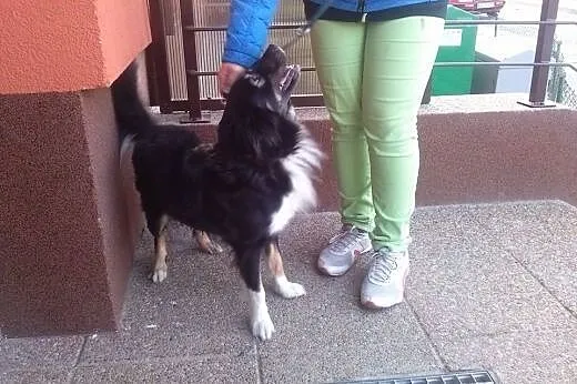 Mój Pan umiera. Czy czeka mnie do schronu? Pomóż..