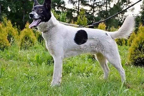 Śliczny i mądry Chocapic szuka domu!,  śląskie Kat