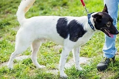 Śliczny i mądry Chocapic szuka domu!,  śląskie Kat
