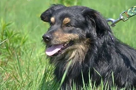 Snupcio-z likwidowanego przytuliska szuka domu,  m