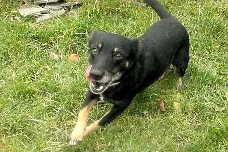 Wdzięczna suczka Roma do adopcji,  dolnośląskie Je