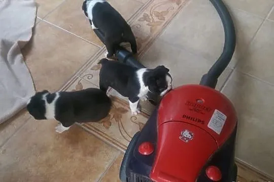 Boston Terrier szczenięta z rodowodem FCI