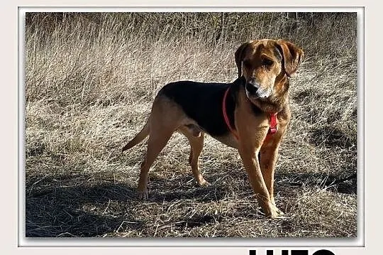 LUTO,25kg,ogar mix,duży,łagodny,szczepiony pies.ADOPCJA