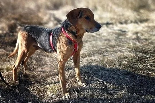 LUTO,25kg,ogar mix,duży,łagodny,szczepiony pies.ADOPCJA, Łódzkie, Łódź