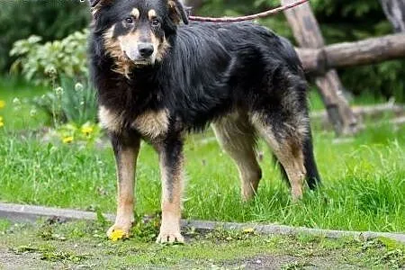 Aren, dostojny, duży pies, roczny, wspaniały zwierzak adopcja , Kundelki cała Polska