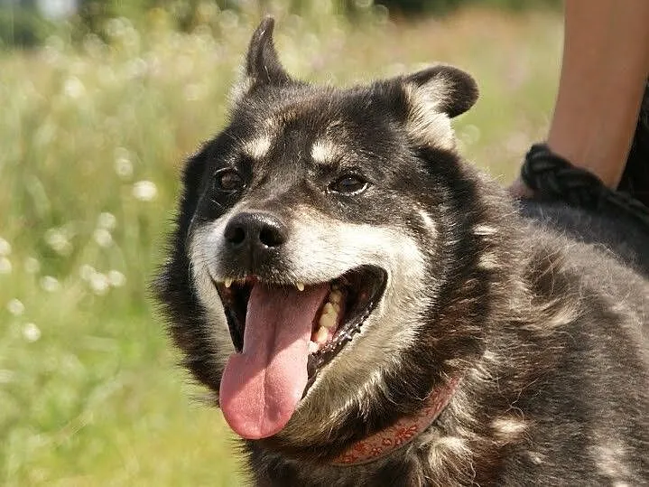Ares poszukuje domu