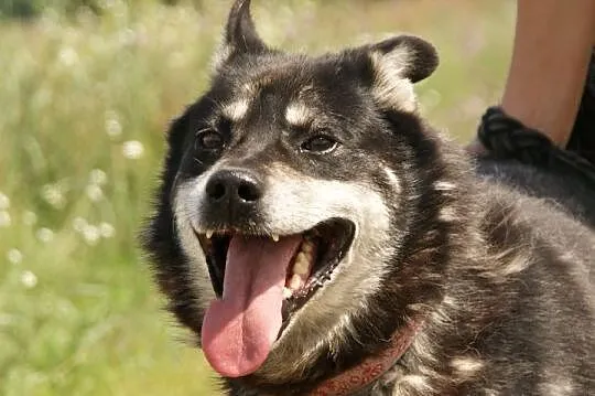 Ares poszukuje domu