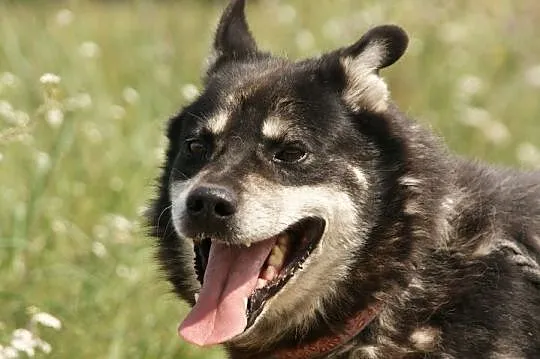 Ares poszukuje domu