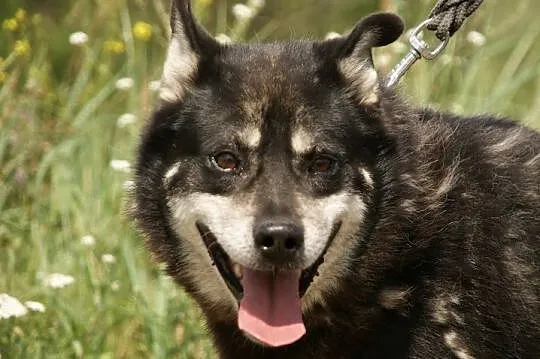 Ares poszukuje domu