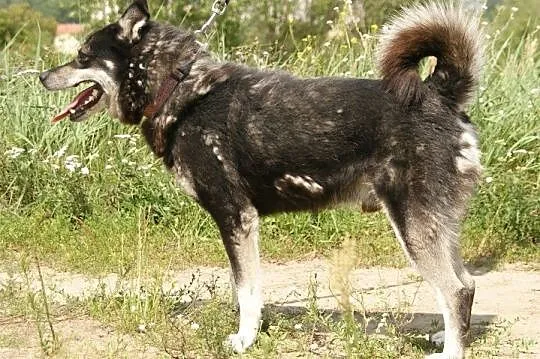 Ares poszukuje domu