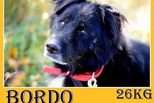 26kg,przyjazny,towarzyski pies długowłosy BORDO.Adopcja,  małopolskie Tarnów