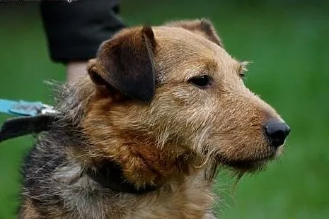 Terier CEZAR szuka nowego domku!,  Teriery cała Po