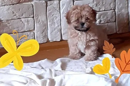 Malshi/ maltanczyk shih tzu