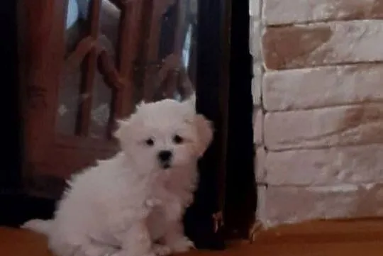Malshi/ maltanczyk shih tzu, Śląskie, Rydułtowy