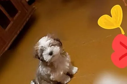 Malshi/ maltanczyk shih tzu, Śląskie, Rydułtowy