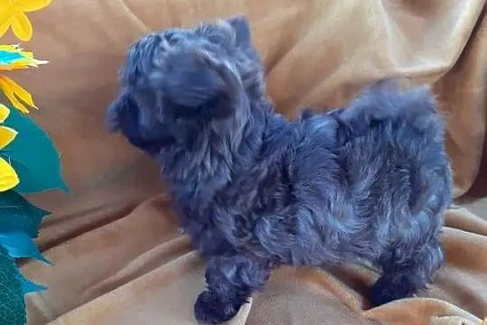 Malshi/ maltanczyk shih tzu, Śląskie, Rydułtowy