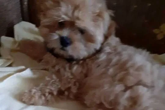 Malshi/ maltanczyk shih tzu, Śląskie, Rydułtowy