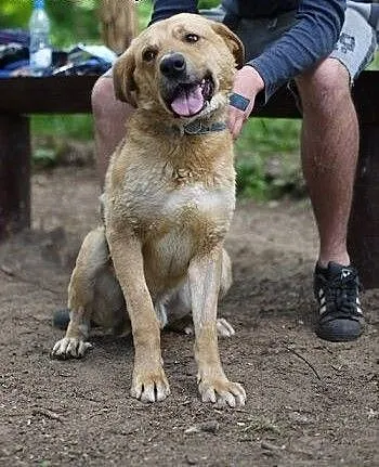 Harley w typie labradora do adopcji, zachodniopom