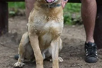 Harley w typie labradora do adopcji,  zachodniopom