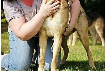 Harley w typie labradora do adopcji,  zachodniopom