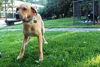 Harley w typie labradora do adopcji,  zachodniopom