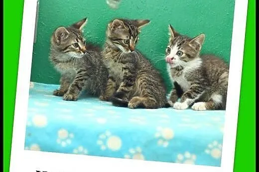 8 tygodniowe kocięta ,pręgowane,cudne maleństwa ,do ADOPCJI.,  śląskie Katowice