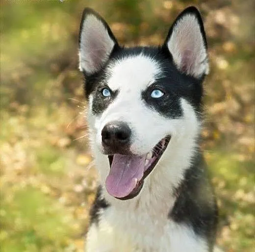 Loth - młody niebieskoki psiak husky prosi o dom,