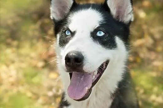 Loth - młody niebieskoki psiak husky prosi o dom, 