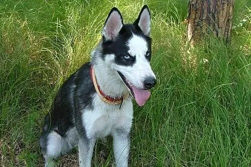 Loth - młody niebieskoki psiak husky prosi o dom, 