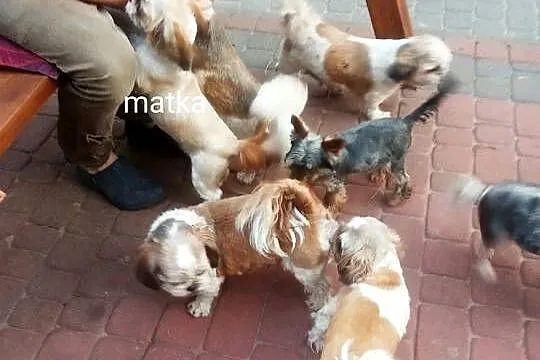 Shihtzu prześliczne szczeniaki bez wad i przepuklin małej wielkosci, Świętokrzyskie, Klimontów