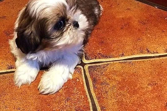 Shihtzu prześliczne szczeniaki bez wad i przepuklin małej wielkosci, Świętokrzyskie, Klimontów
