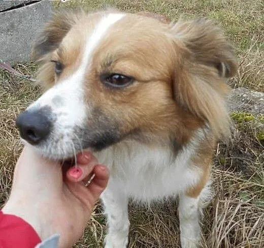 RUDOLF - piękny pies w typie border collie red do