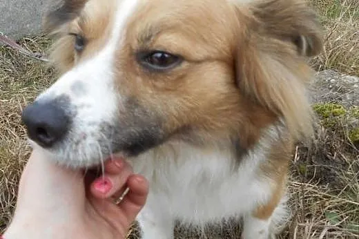 RUDOLF - piękny pies w typie border collie red do 
