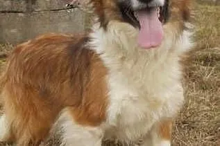 RUDOLF - piękny pies w typie border collie red do 