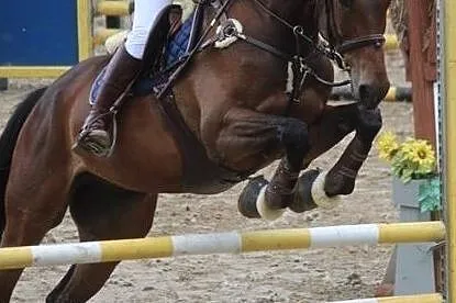 Sprzedam Wałacha do sportu, , 