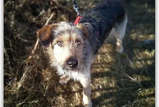Średni,3 letni,terrier mix,łagodny,wesoły,szczepiony piesek TERO.Adopcja., , Wrocław